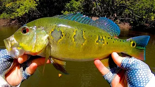 Amazon Fly Fishing Peacock Bass Jungle CATCH & COOK (Colombia Day 4)