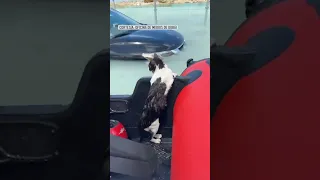 Cat rescued from flood in Dubai