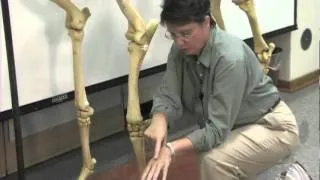 The Horse's Skeleton: Forelimbs