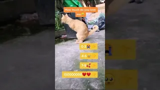 Disabled cat - How much do you love me?️ 😥