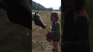 Feed the horse an apple