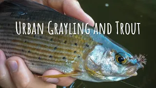 URBAN FLY FISHING for Grayling and Trout