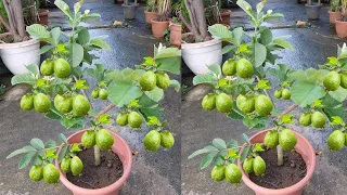 Growing fruit guava tree from guava fruit get 100% fast fruit / How to Guava fruit trees