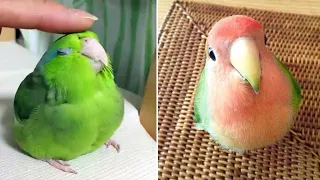 Baby Animals 🔴 Funny Parrots and Cute Birds Compilation (2021) Loros Adorables Recopilación #22
