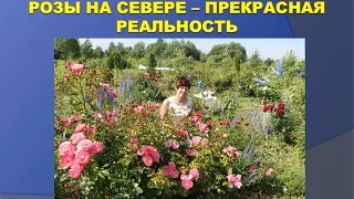 Природное земледелие - Розы на Севере.