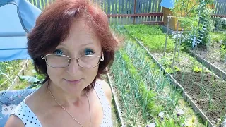 Видео привет с 6 соток 24 июня 2022 г. greetings from the garden
