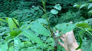 An intro to grafting black walnut (& other native nut trees)