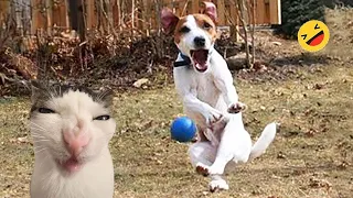 Funniest Cats and Dogs 2024 🐶 You Laugh You Lose 😍  Part 30