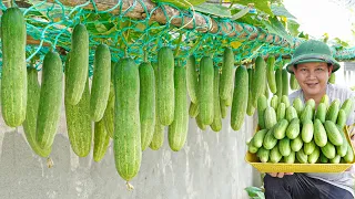 Method Of Growing Cucumbers All Year Round, Cucumbers Bear Fruit Continuously