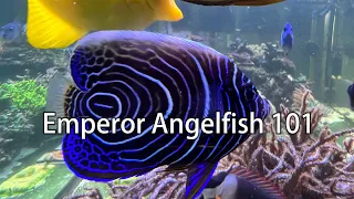 Emperor Angelfish (Marine) 101