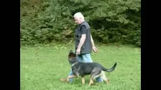 Dog Training - Chris