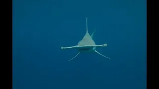 Как происходит кормление гигантских акул-молот (Great hammerhead) — Sphyrna mokarran у о. Бимини ?