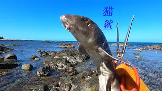 退潮后阿平赶海抓到了一条好大的猫鲨，还遇到了漂亮的金蛋螺#fishing #fish #seafood