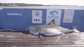 What’s Attracting Mega Sharks To The Outer Banks?