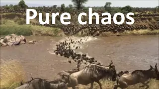 Great wildebeest migration crossing the Mara River between Masai Mara and Serengeti [Kenya-Tanzania]