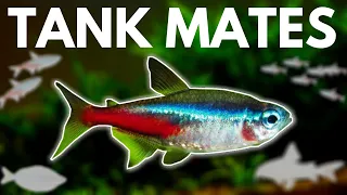 7 BEST Neon Tetra Tank Mates You Need to Try