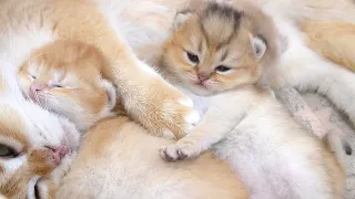 Top sweetest, cutest moments of mother cat and cute kitten from birth to opening eyes.