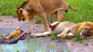 Horror! Lion Lost One Leg By Crocodile Surprise Attack When Crossing Water | Brother Help But Fail