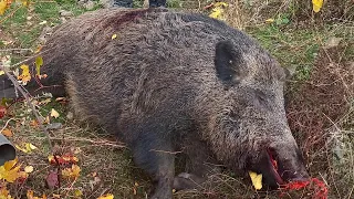 Yaban domuzu avı / Wild boar hunting #chasseausanglier #wildboarhunting