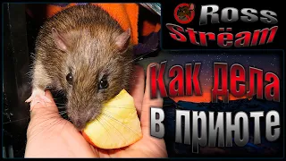 (Росс) Как дела в приюте! 😣 Серьезные проблемы с большим количеством крыс. 😖 (Wild Rats)