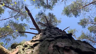 Валка дерева самое толстое дерево на лесосеке Stihl MS 361