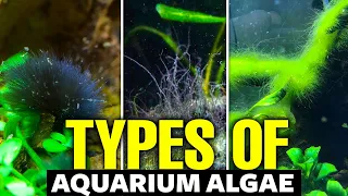 Types Of Aquarium Algae ☘