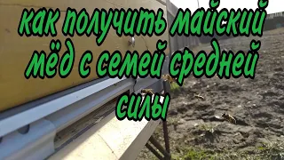 как получить майский мёд с семей средней силы