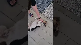 Саша и незнакомый пёсель #сочи #собака #dogs #dogshorts