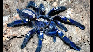 Top 10 aranhas venenosas e mais perigosas do mundo