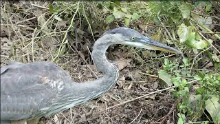 Great Blue Heron looking for a fish #heron #nature #birds