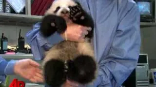 Calif. Panda Cub Named 'Son of Cloud'