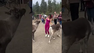 Reindeer farm Leavenworth, Washington.