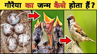 गौरैया का जीवन चक्र || Sparrow Life Cycle Video || Life Cycle Of Sparrow In Hindi