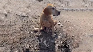 The Poor Dog Was Dumped in The Landfill, Waiting for Someone to Rescue Him for Almost 2 Years