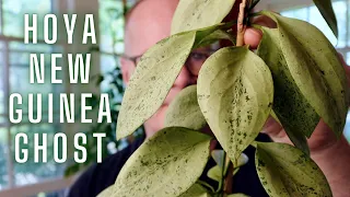 Cheap(ish) now, has the Hoya ‘New Guinea Ghost’ lived up to the hype?