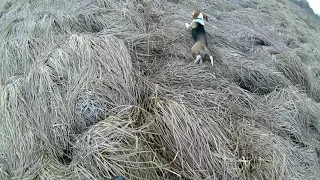 Приучаем эстонского гончака к горну