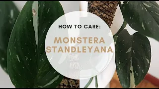 EASY RARE HOUSE PLANT | MONSTERA STANDLEYANA CARE TIPS