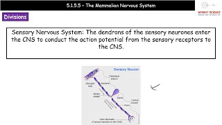 A Level Biology - 5.1.5.5 - The Mammalian Nervous System