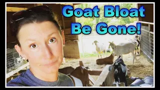 Goat BLOAT Remedy 101!