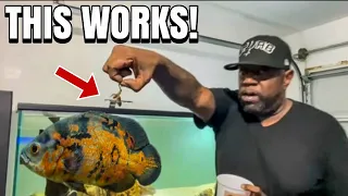 HOW TO CARE FOR BIG OSCAR FISH!
