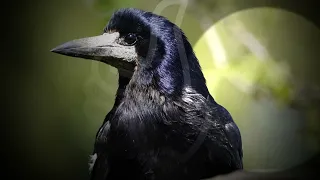 Грак (Corvus frugilegus) - розумний птах родини воронові