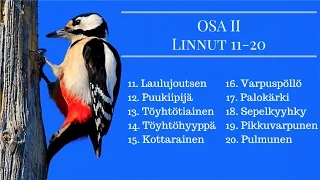 100 suomalaista lintua Osa 2 Linnut 11-20