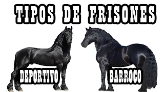 Las Líneas De Frisón (Sport Y Barroco) 🐴-Del Cerro Soy