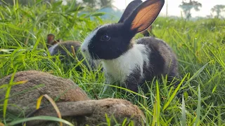 Cute baby Bunnies | baby rabbit playing | rabbit sounds | cute rabbit video | 🐇🥰🥰