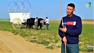 Adoración por el buey, Salteras y Olivares, Sevilla