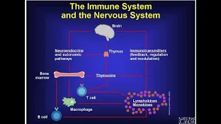 What Is the Connection between the Immune System and Nervous System