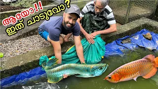 19,000/- രൂപയുടെ.. "Arowana മീനുകൾ!! | Bought Two Arowana