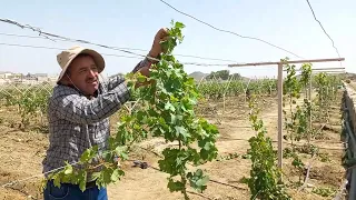 تربية شتلة العنب بالعام الأول على تدعيمة حرفT والأسلاك الافقية     Steps of breeding grape seedlings