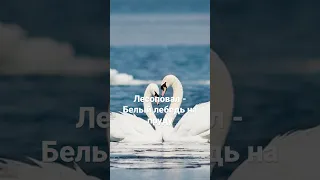 Лесоповал - Белый лебедь на пруду #кавер #шансон #лебедь #лесоповал #попса #любовь #мир