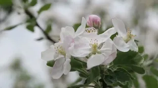 Она прекрасна, снежная зима.Автор Елена Гарнявая. Читает Анна